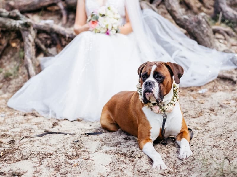 Gnarly Paws Wedding Co.